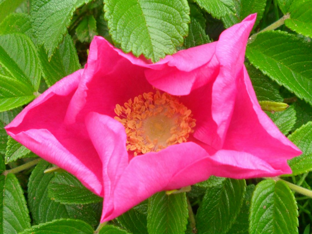 Наталья Мальцева фотография #9