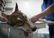 Фотография Корсака Дмитрия