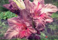 Эрика Быстрова фотография #31 (источник - https://vk.com/id111663)