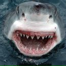 Фотография Широкова Артема