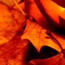 Віталік Гомега фотография #40 (источник - https://vk.com/id86149525)