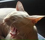 Фотография Штык Алены