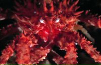 Фотография Семеновой Ольги