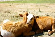 Иван Просоедов фотография #46 (источник - https://vk.com/id12433172)