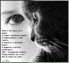 Фотография Сорокин Николай