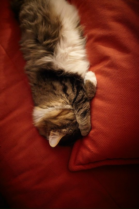 Вардуи Аветян фотография #33