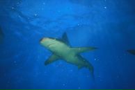 Дмитрий Бэйд фотография #7 (источник - https://vk.com/id1658640)