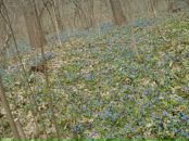 Любов Івашина фотография #34 (источник - https://vk.com/id33770246)