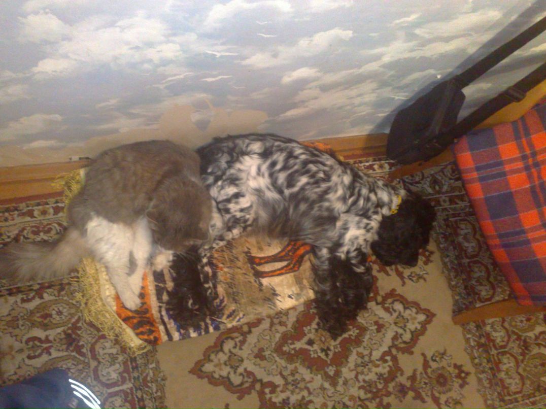 Игорь Курсевич фотография #5