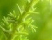 Аня Хасанова фотография #22 (источник - https://vk.com/id231013)