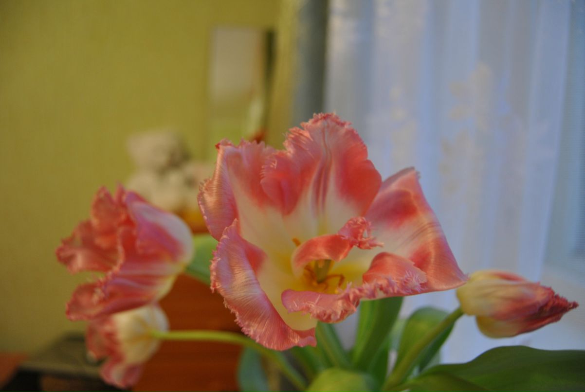 Лариса Леонова фотография #12