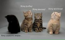 Фотография Морковь Заяц