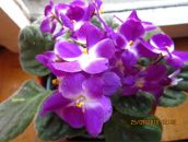 Фотография Боровинской Надежды