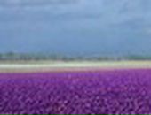 Аня Хасанова фотография #13 (источник - https://vk.com/id231013)