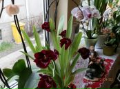 Вероніка Бендик фотография #16 (источник - https://vk.com/id121786032)