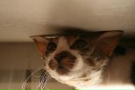 Фотография Блинков Роман