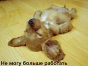 Фотография Ромачевского Кирилла