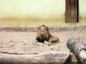 Arturs Bunga фотография #3 (источник - https://vk.com/id62234616)