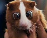 Вовчик Герлі фотография #26 (источник - https://vk.com/id139744243)