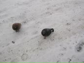 Ліля Когут фотография #47 (источник - https://vk.com/id71418373)