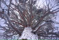 Фотография Ястребова Лариса