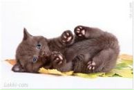 Фотография Королевой Наталии