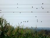 Іванна Капіца фотография #37 (источник - https://vk.com/id12073003)