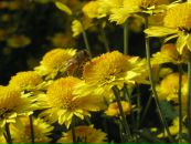 Фотография Агеенко Ани