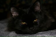 Фотография Иванова Антона