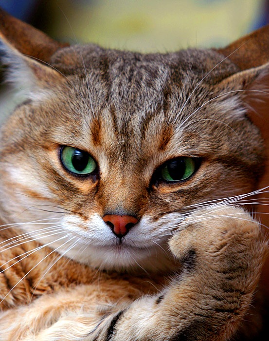 Shadow Shadow фотография #6