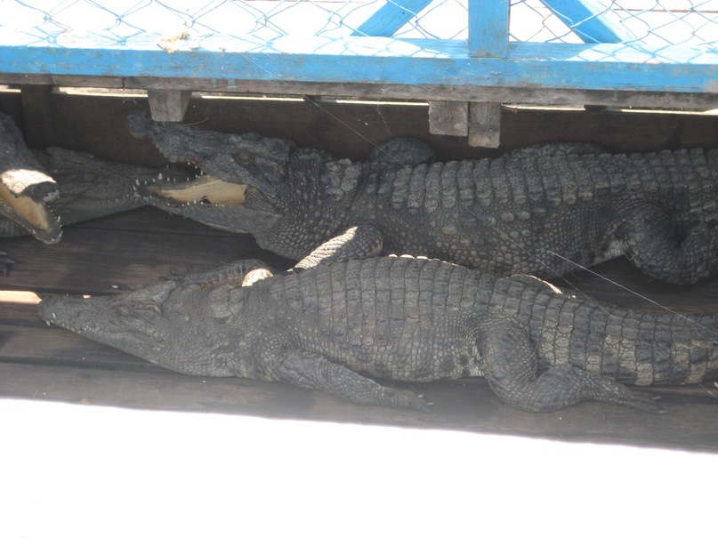 Софья Костицына фотография #37