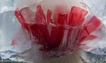 Фотография Лысенко Татьяны