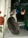 Фотография Мурка Котова