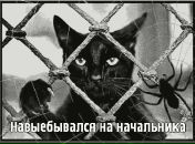 Фотография Пожарского Кота