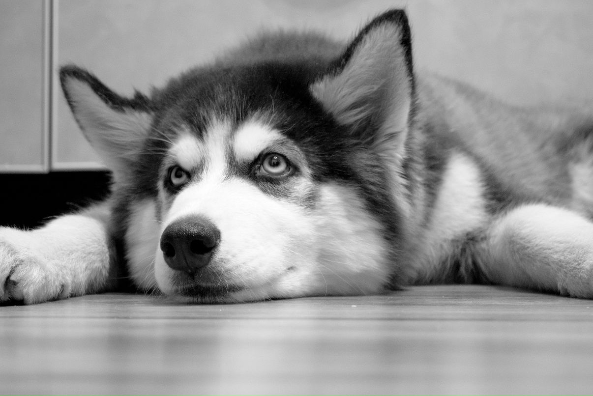 Дмитрий Арефьев фотография #42