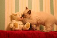 Фотография Регуш Вероники