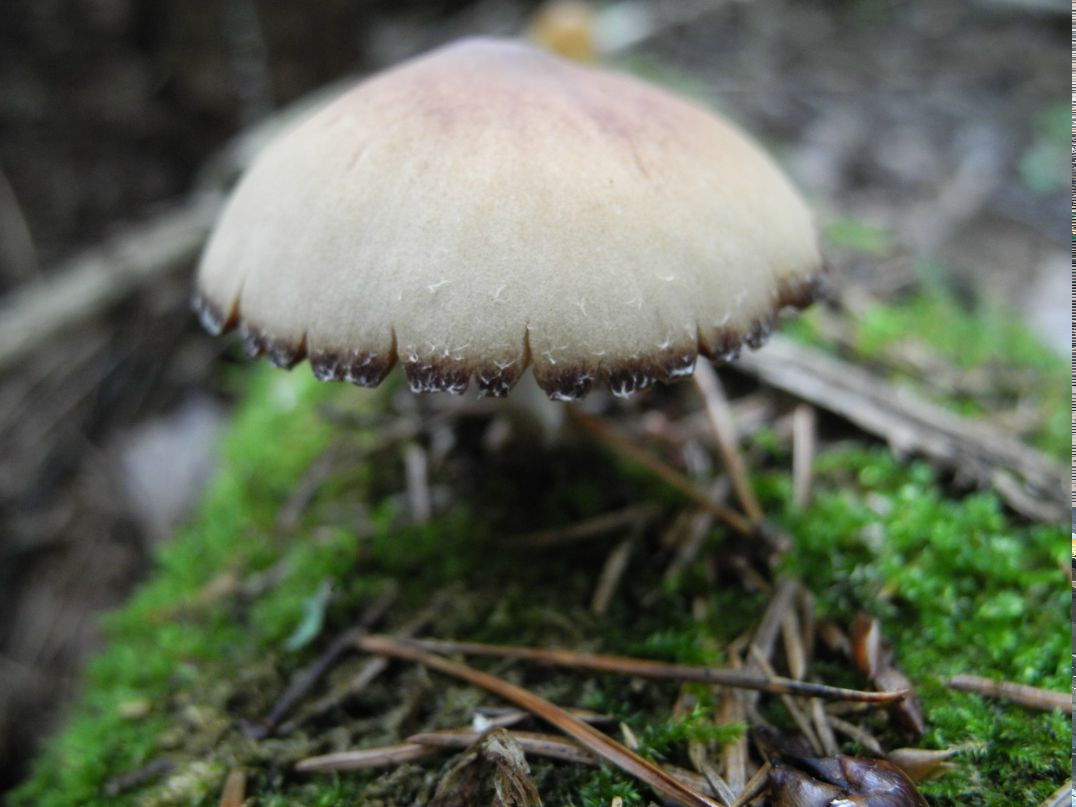 Сергей Мерчев фотография #46