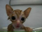 Бодя Гіщинський фотография #2 (источник - https://vk.com/id26406376)