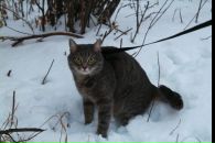 Фотография Разнодежин Александр