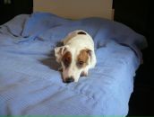 Фотография Кохан Риелтор Москвы Веры