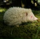 Юлія Кошкіна фотография #29 (источник - https://vk.com/id6791872)