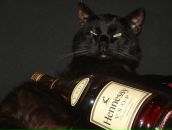 Фотография Бродской Юлии