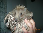 Фотография Громовой Светланы