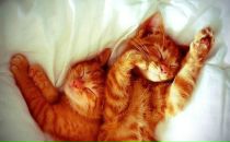 Daria Silenko фотография #45 (источник - https://vk.com/id8097201)