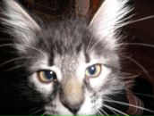 Фотография Корниенко Ирины