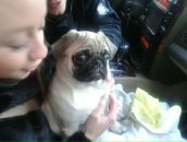 Софья Киселева фотография #9 (источник - https://vk.com/id235601)