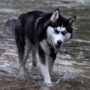 Карім Черхавський фотография #5 (источник - https://vk.com/id153469812)