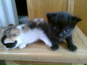 Віктор Фолько фотография #36 (источник - https://vk.com/id10443190)