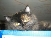 Фотография Чугунной Галины