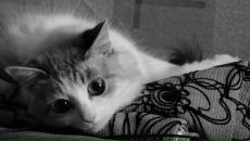 Фотография Семушина Ивана